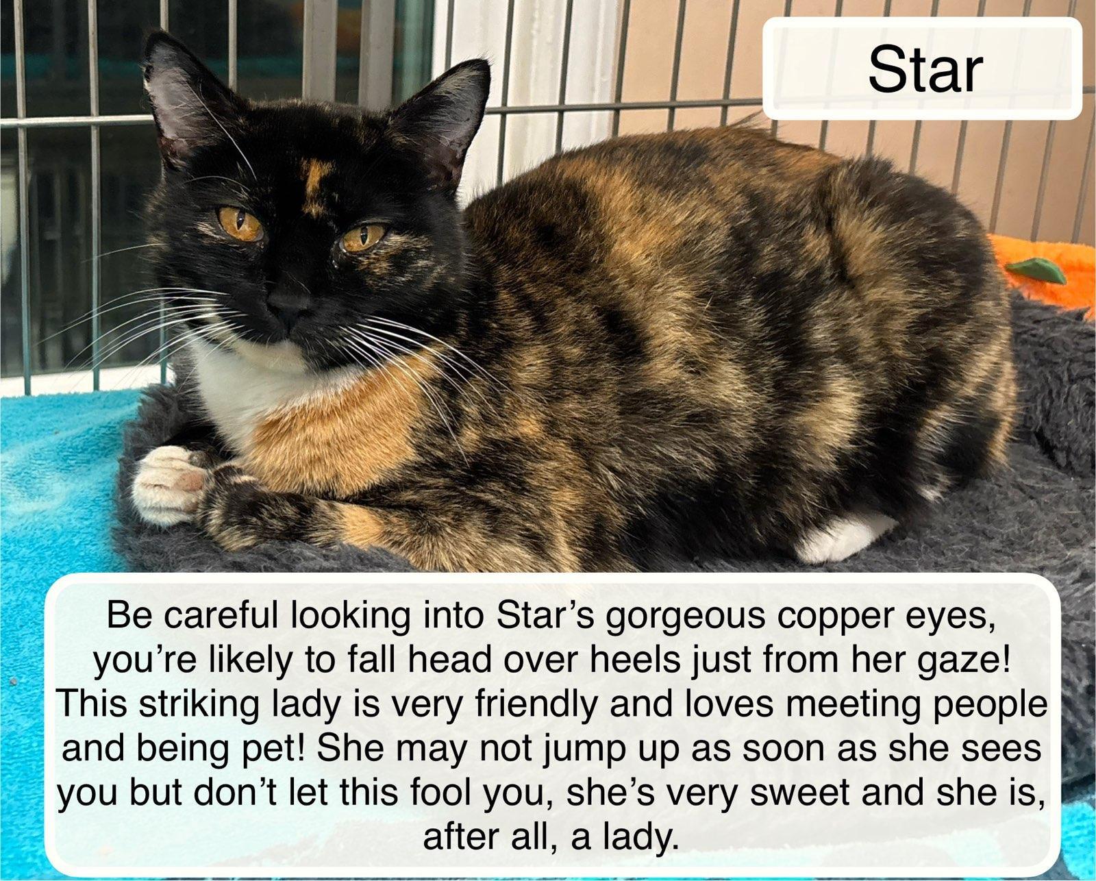 Enlarge Star, an adopted Domestic Short Hair in Ellicott City, MD image 2/3