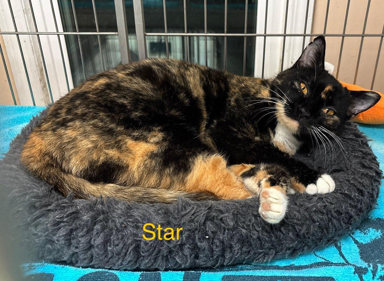Enlarge Star, an adopted Domestic Short Hair in Ellicott City, MD image 3/3