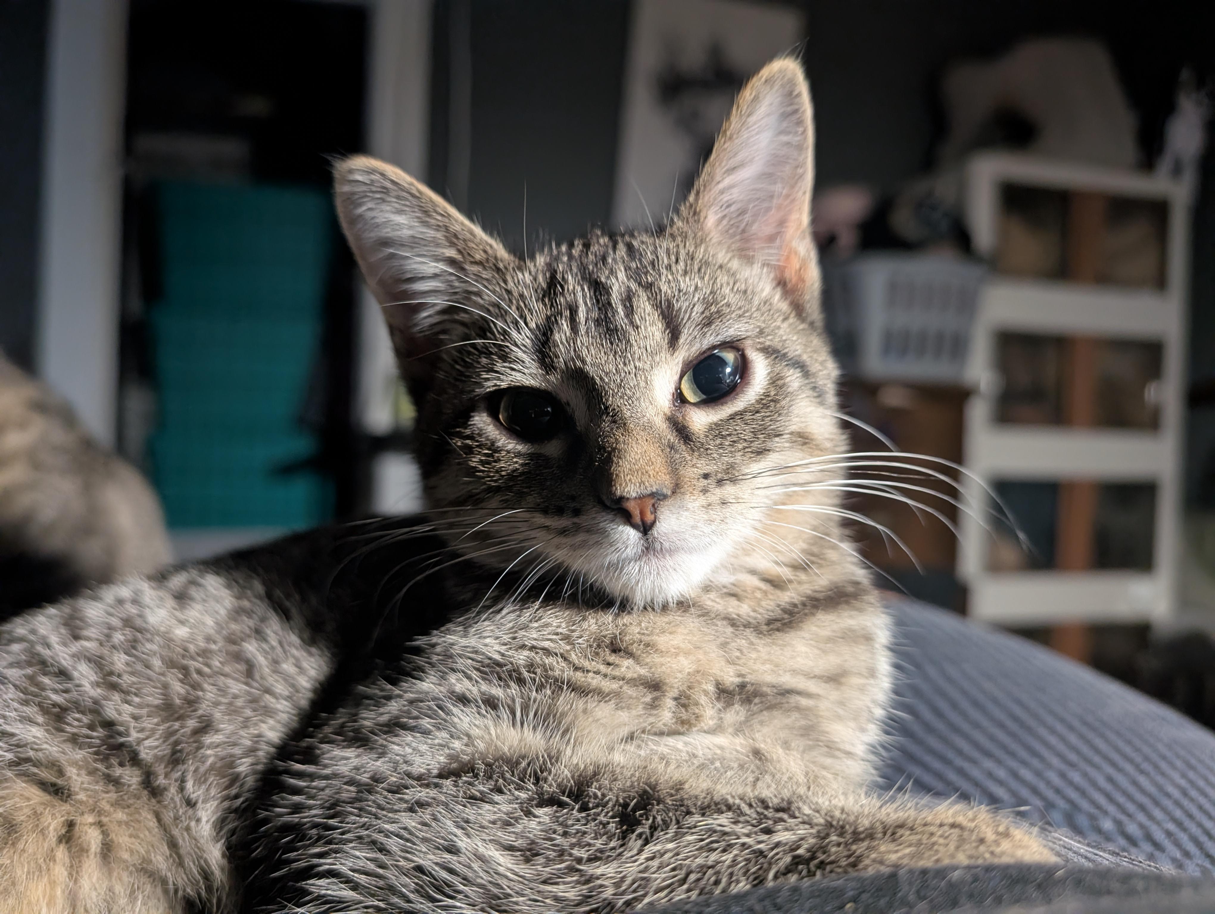 Fern, Adoptable, Kitten Female Domestic Short Hair.