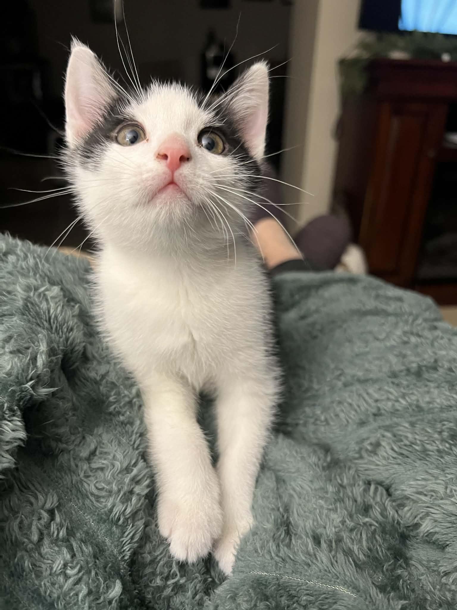 Egg Salad, Adoptable, Kitten Male Domestic Short Hair.