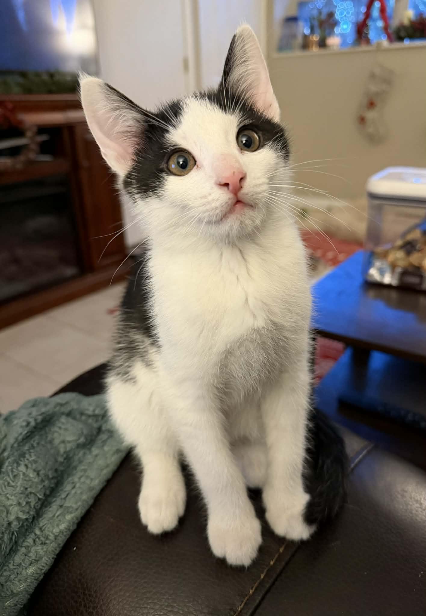 Enlarge Egg Salad, an adopted Domestic Short Hair in Millersville, MD image 3/4