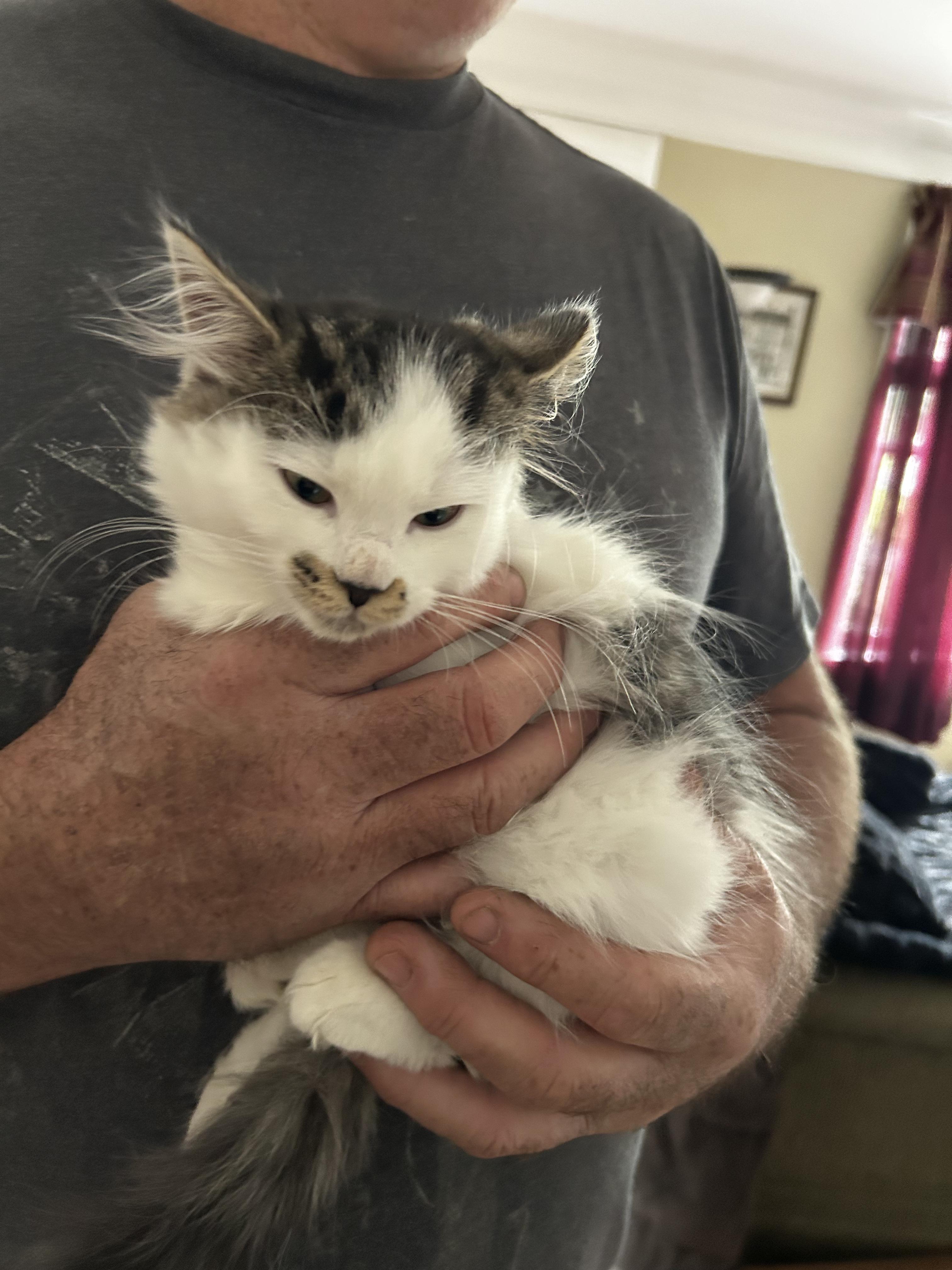 Enlarge Maddie (Blind Kitten), an adopted Domestic Long Hair in Warminster, PA image 2/6