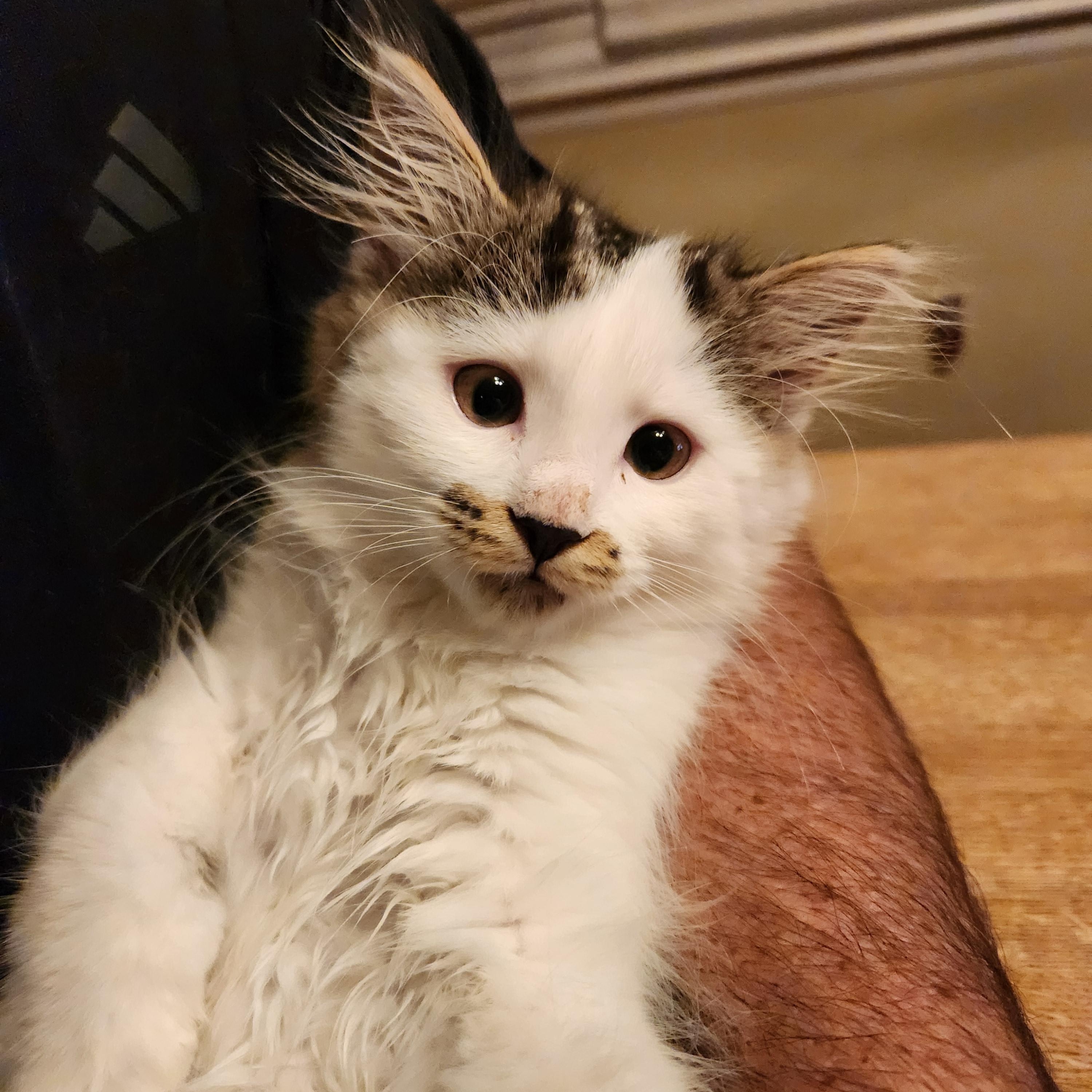Maddie (Blind Kitten), adopted, Kitten Female Domestic Long Hair.