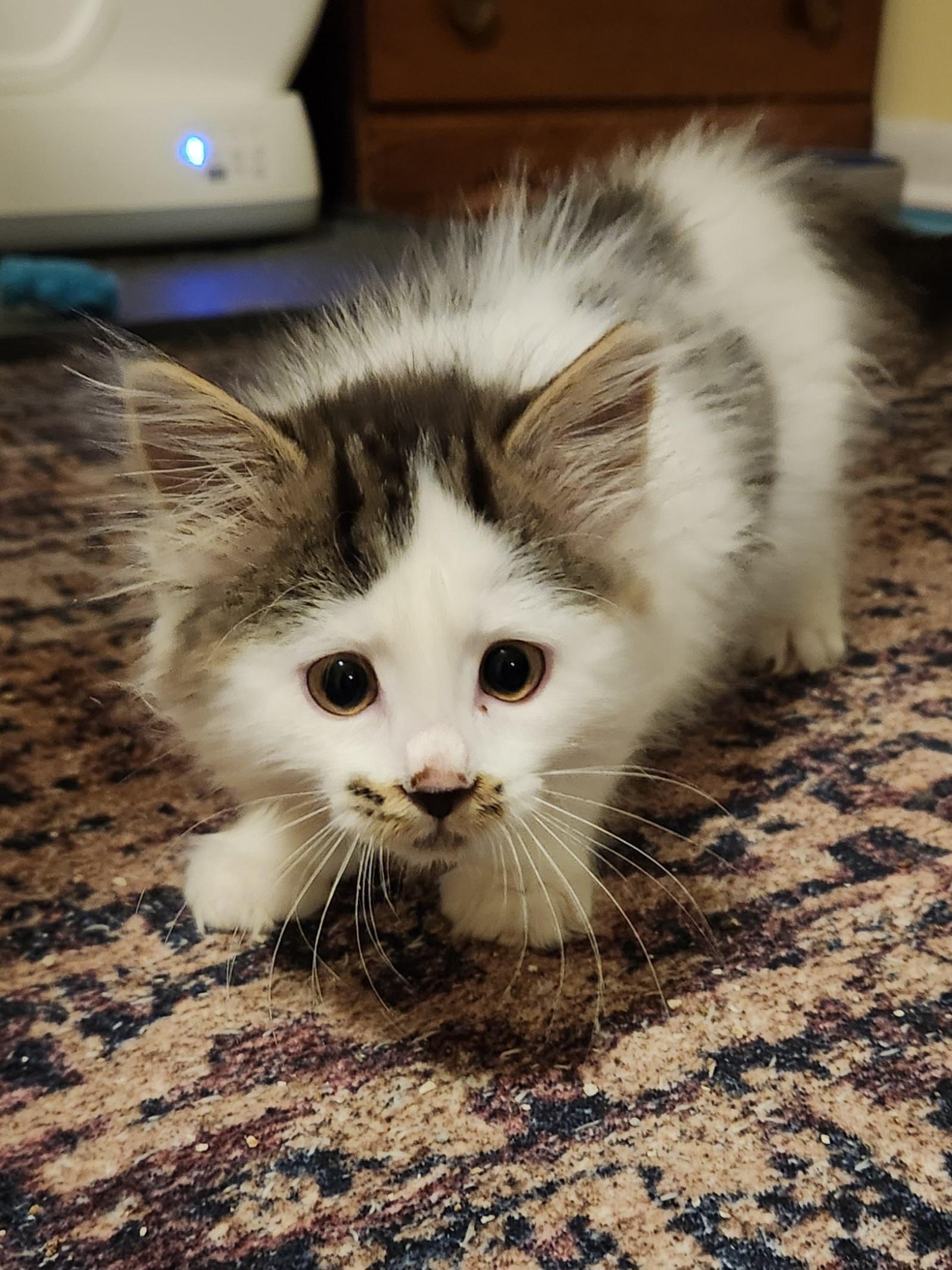 Enlarge Maddie (Blind Kitten), an adopted Domestic Long Hair in Warminster, PA image 4/6