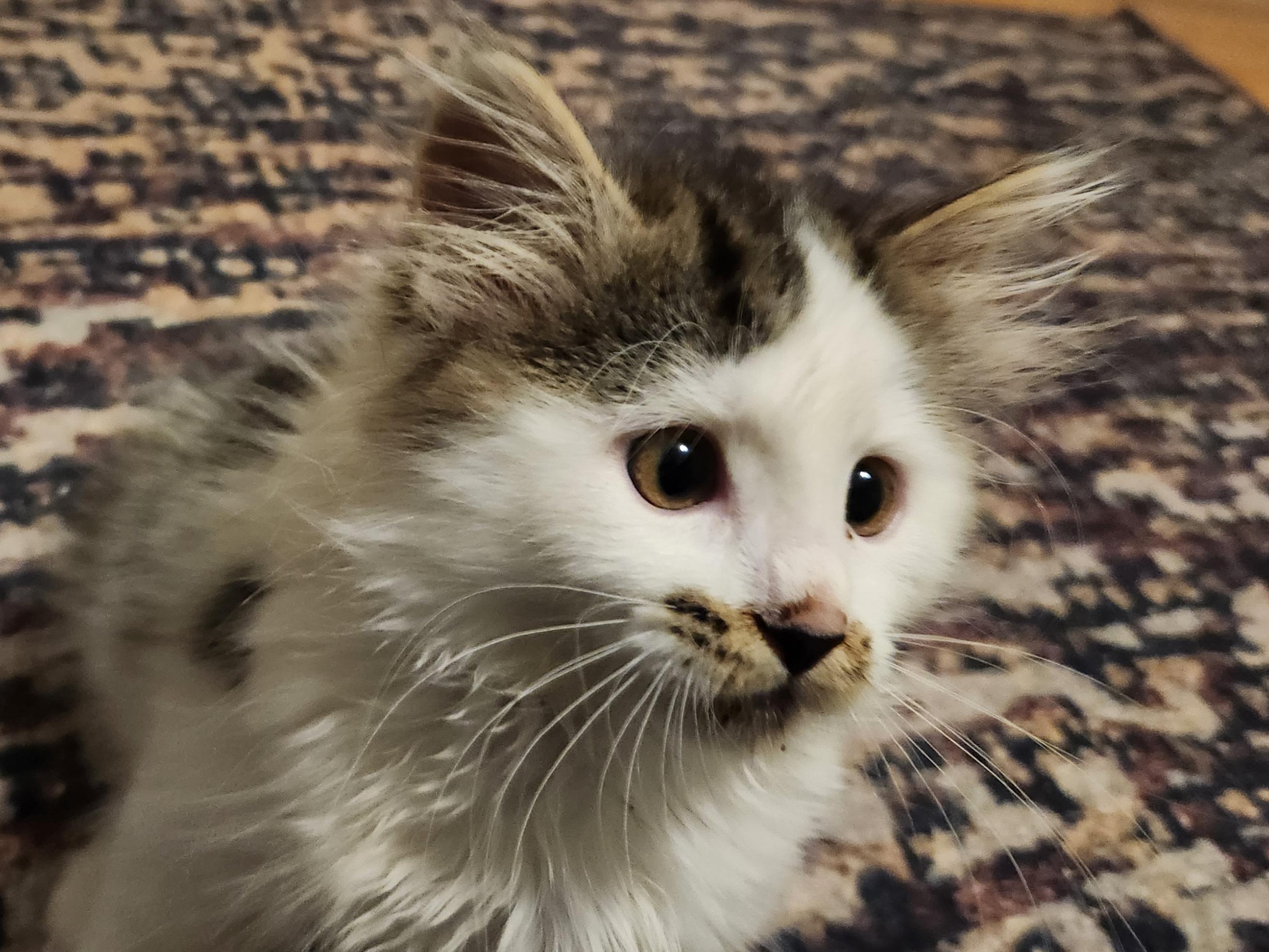 Enlarge Maddie (Blind Kitten), an adopted Domestic Long Hair in Warminster, PA image 3/6