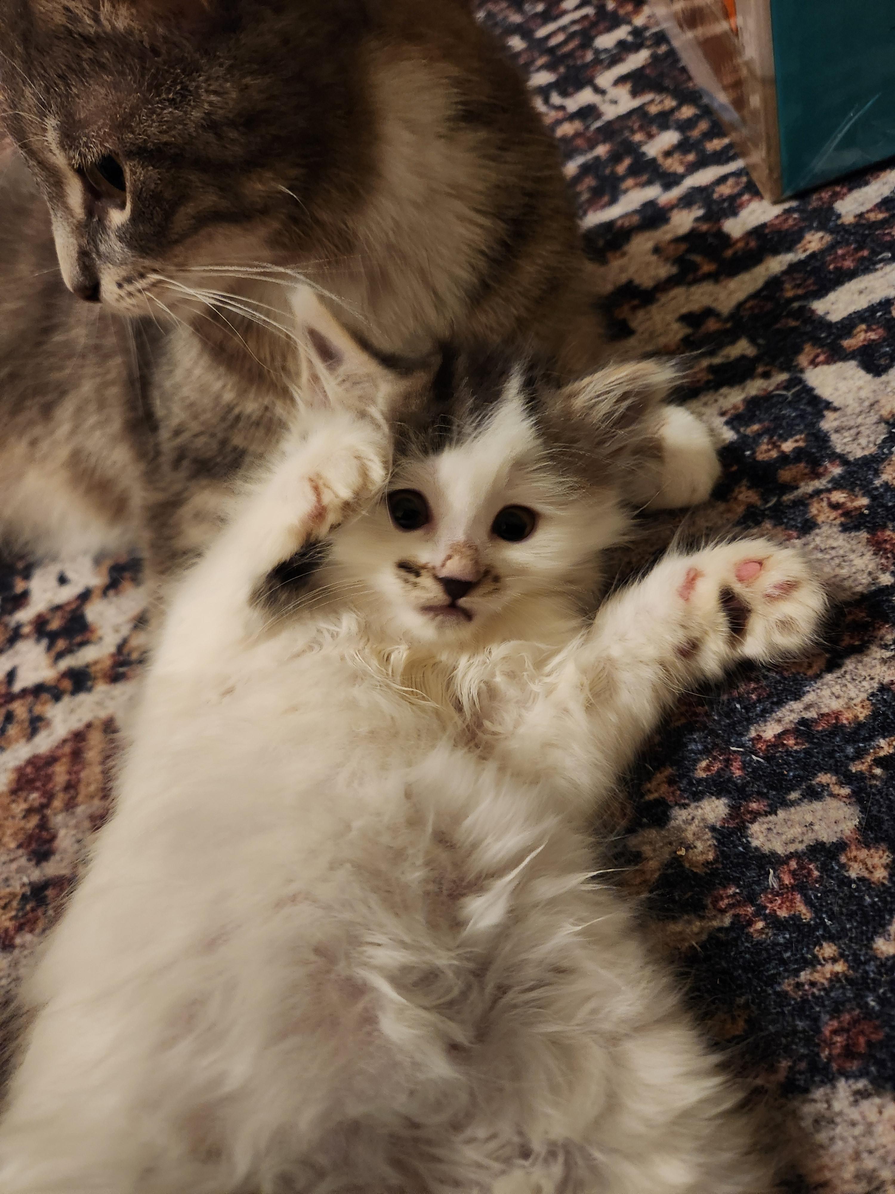 Enlarge Maddie (Blind Kitten), an adopted Domestic Long Hair in Warminster, PA image 5/6