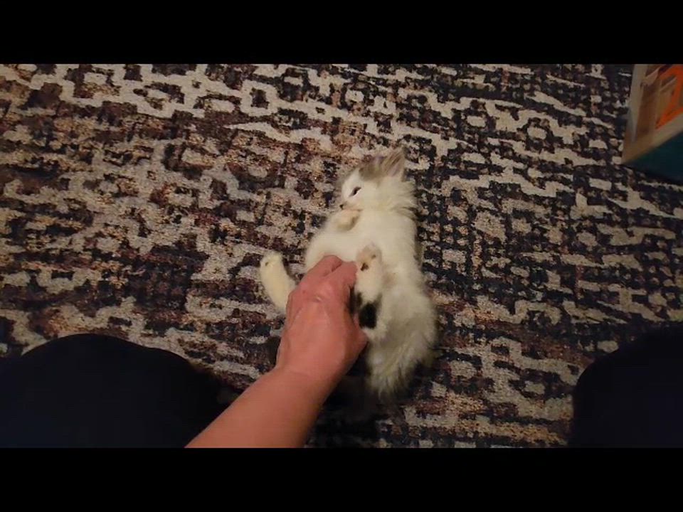 Enlarge Maddie (Blind Kitten), an adopted Domestic Long Hair in Warminster, PA video 6/6