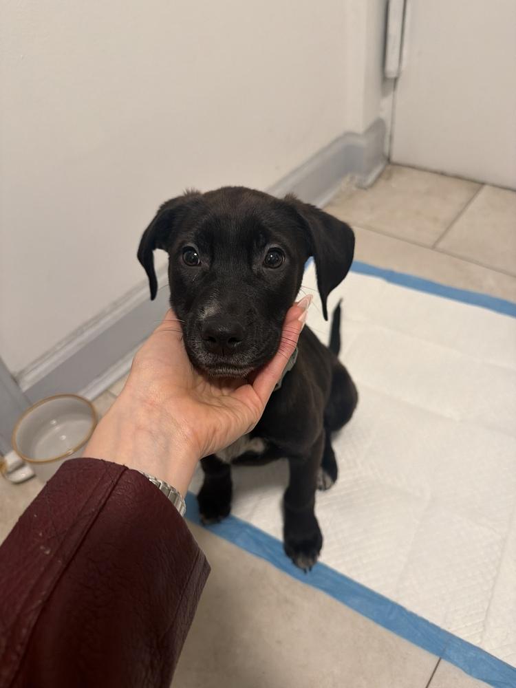 Darcy, a Adoptable mixed breed in Manhattan, NY image 2/3