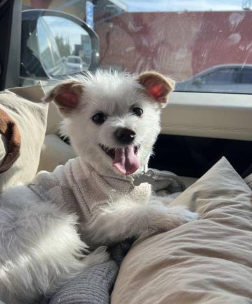 Milo, a Adoptable mixed breed in La Mirada, CA image 2/5