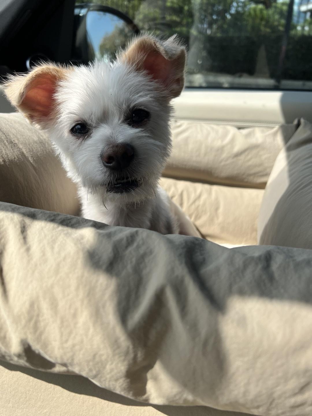 Milo, a Adoptable mixed breed in La Mirada, CA image 4/5