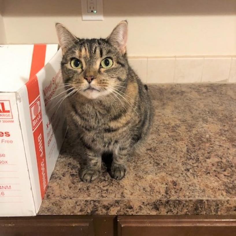 Scarlet, Adoptable, Senior Female Domestic Short Hair.