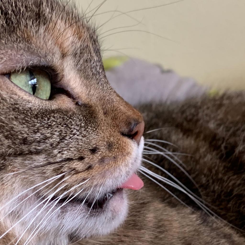 Scarlet, a Adoptable Domestic Short Hair in Bensalem, PA image 2/5