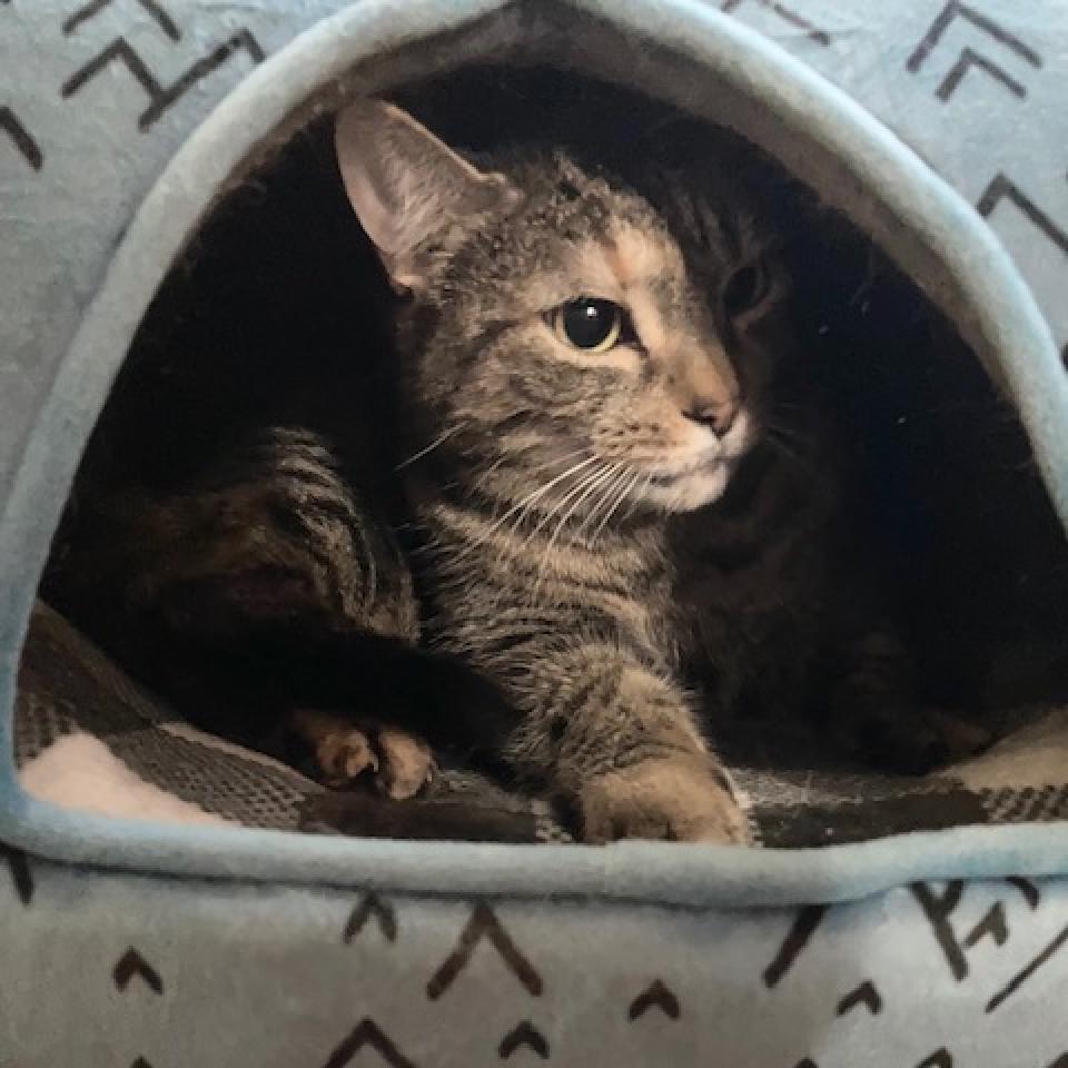 Scarlet, a Adoptable Domestic Short Hair in Bensalem, PA image 3/5