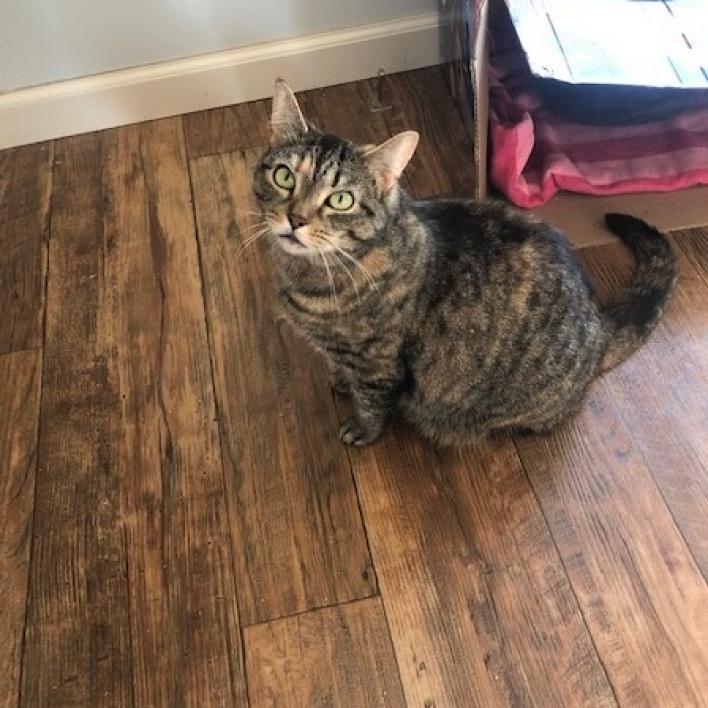 Scarlet, a Adoptable Domestic Short Hair in Bensalem, PA image 4/5