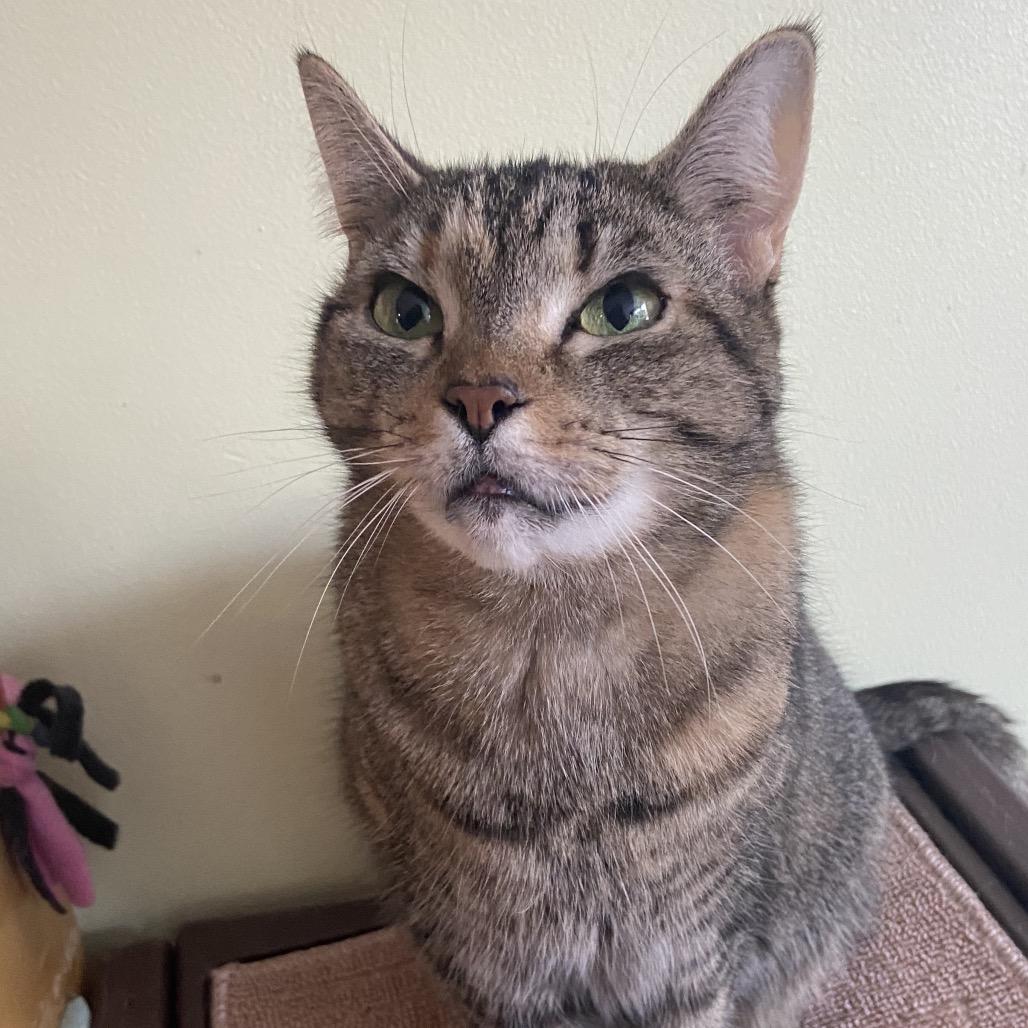 Scarlet, a Adoptable Domestic Short Hair in Bensalem, PA image 5/5