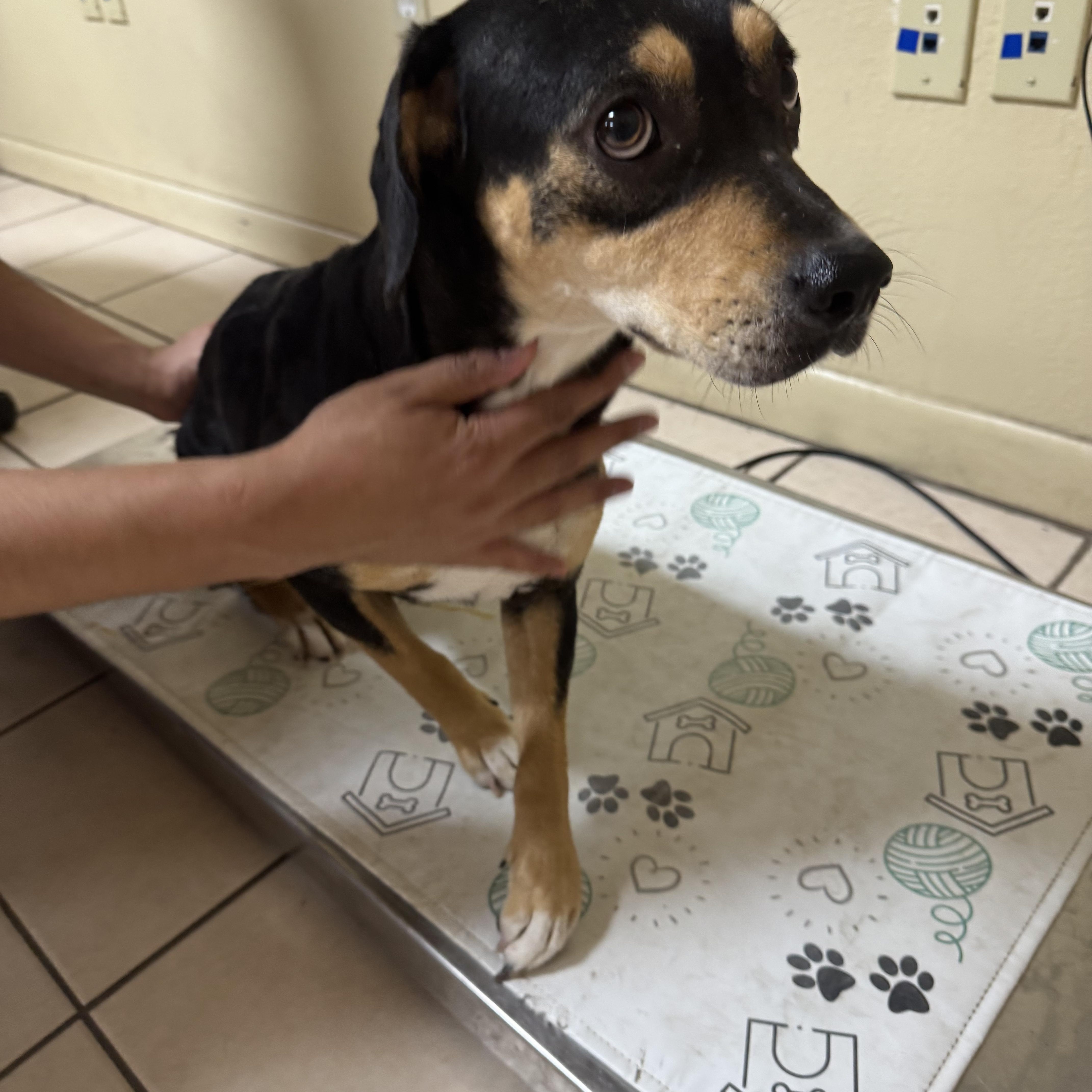 Enlarge Gwen, a Adoptable mixed breed in Erie, PA image 4/4