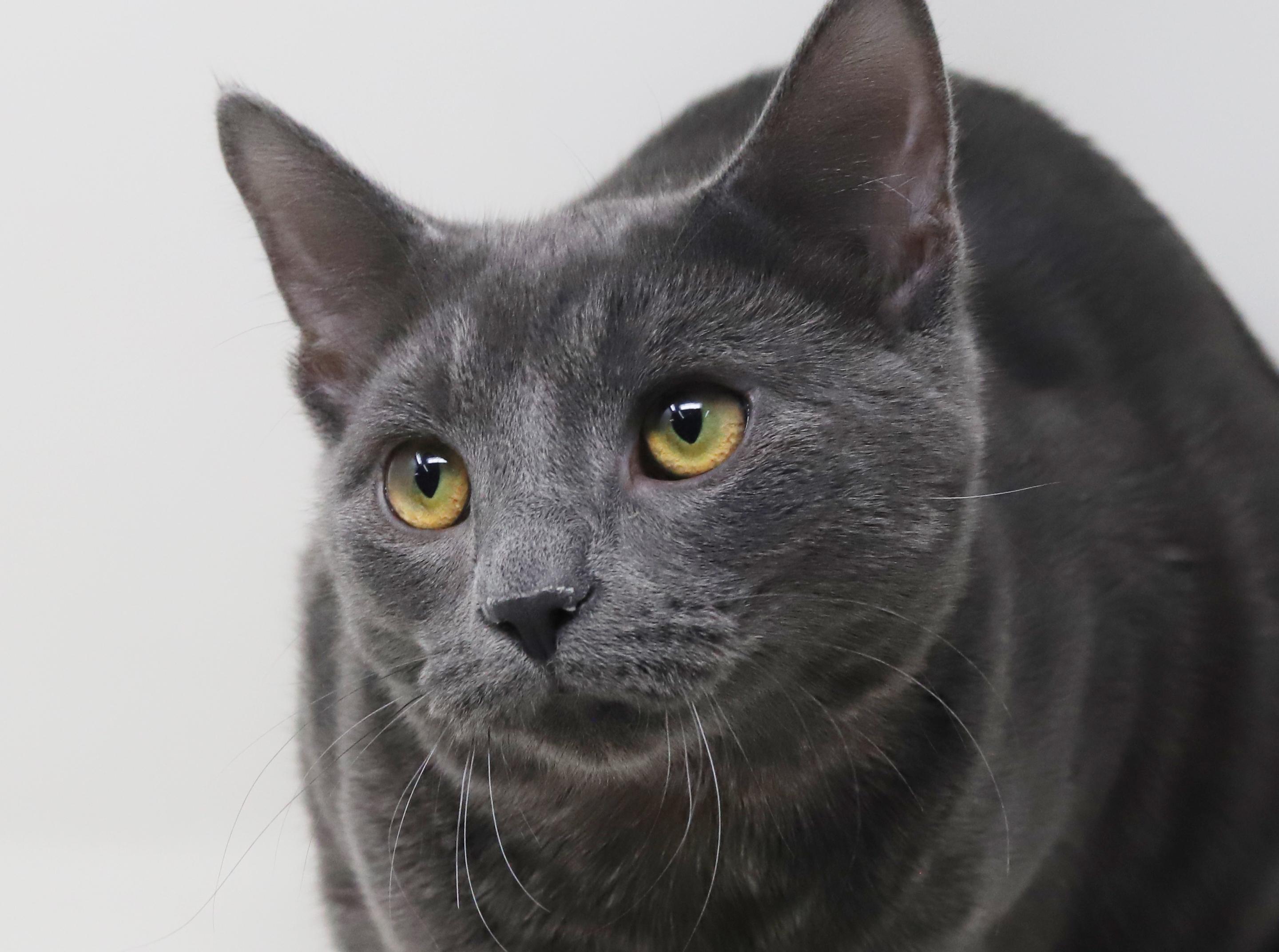 Gunter is simply the GREATEST! So handsome and sweet!, an adopted Russian Blue in Bedford Hills, NY image 5/6