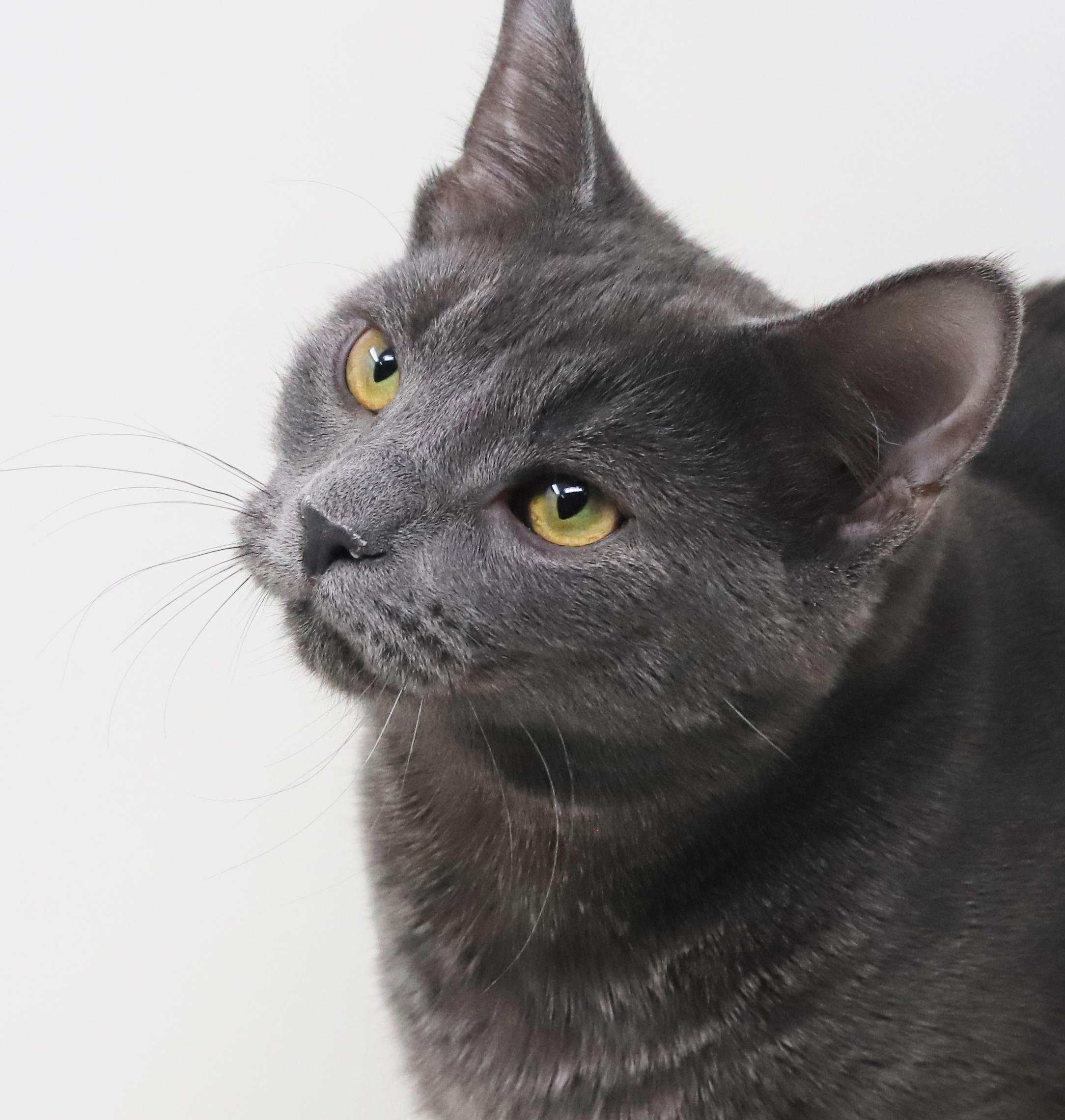 Gunter is simply the GREATEST! So handsome and sweet!, an adopted Russian Blue in Bedford Hills, NY image 6/6