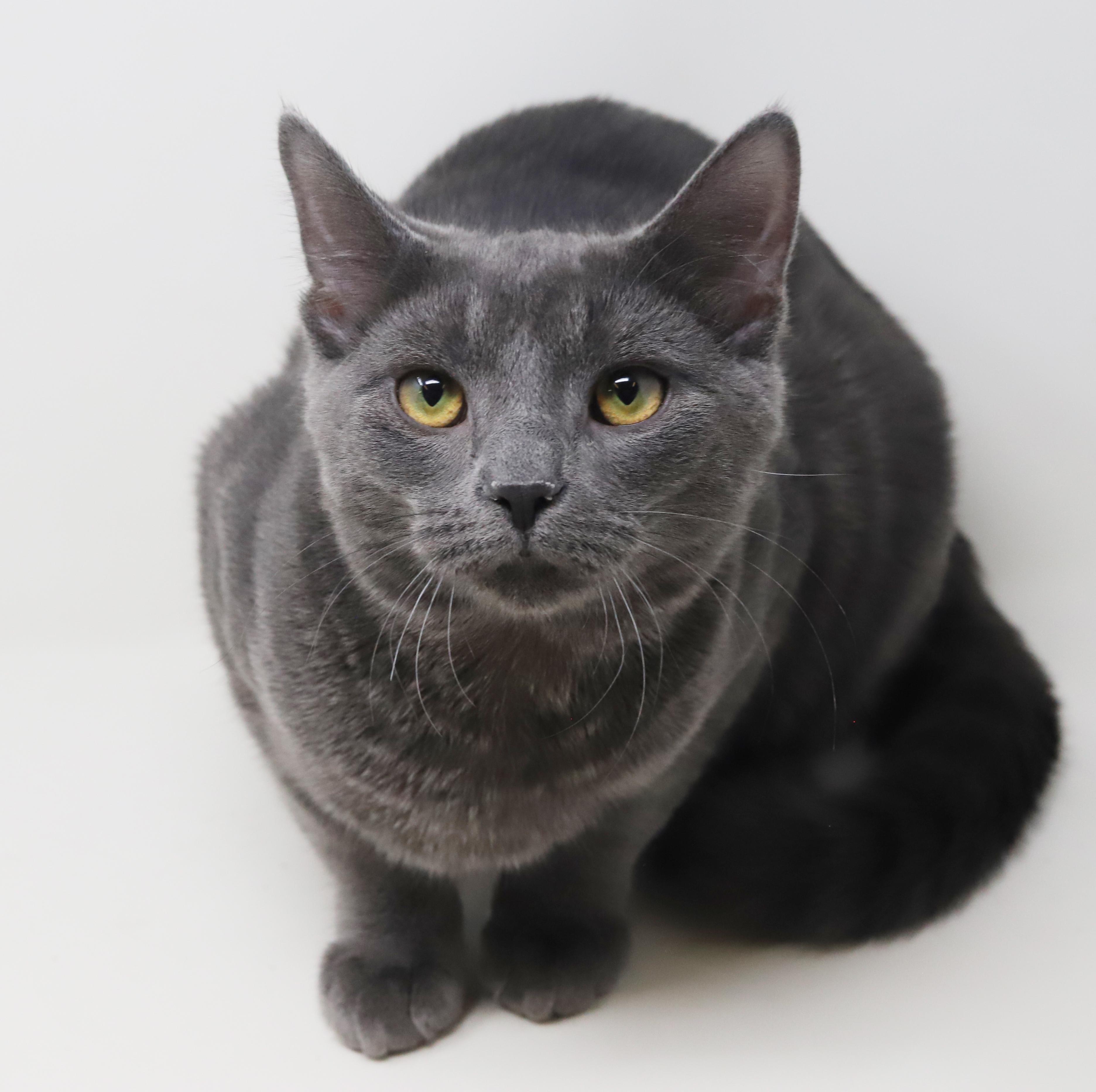 Gunter is simply the GREATEST! So handsome and sweet!, an adopted Russian Blue in Bedford Hills, NY image 4/6