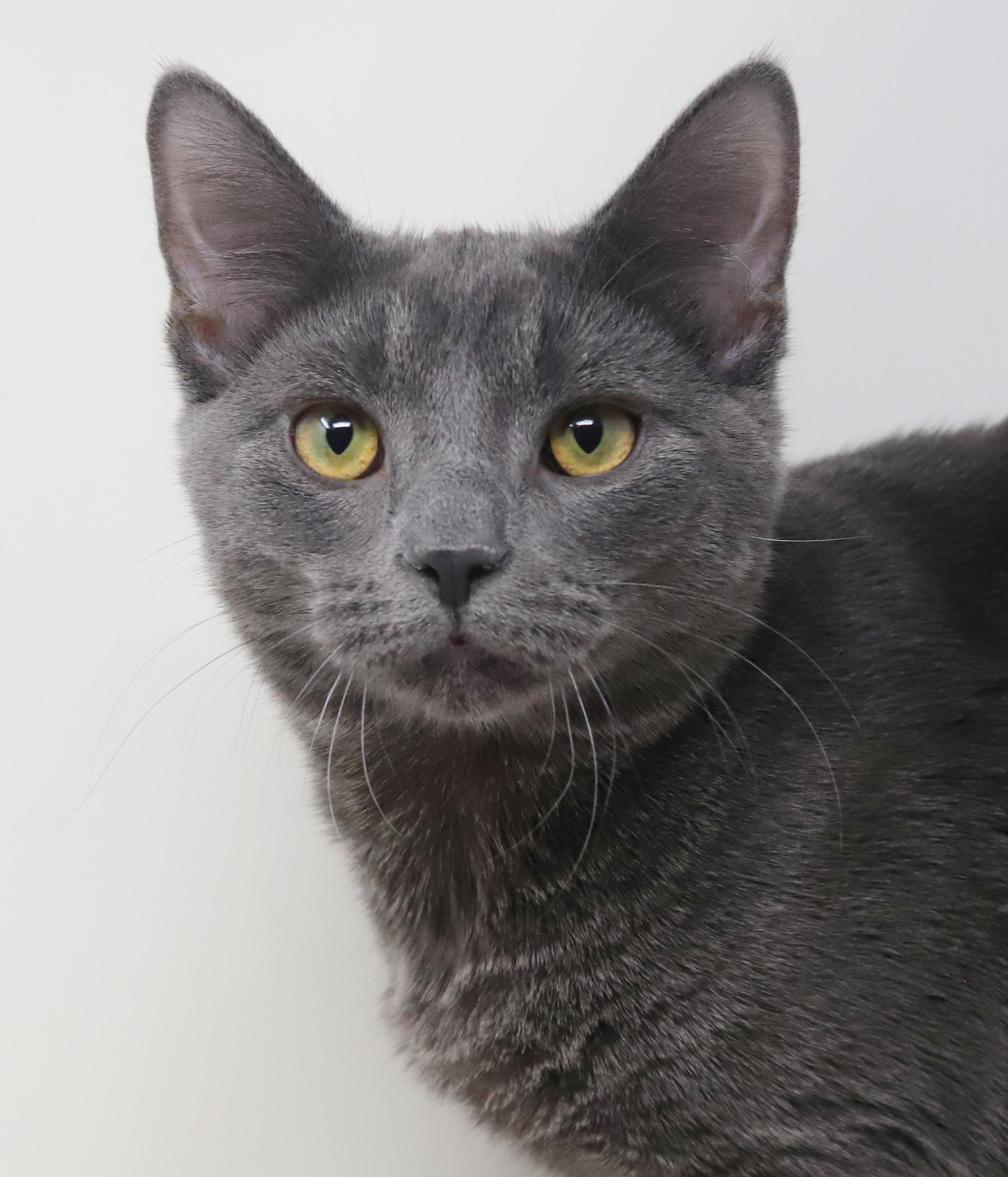 Gunter is simply the GREATEST! So handsome and sweet!, an adopted Russian Blue in Bedford Hills, NY image 3/6