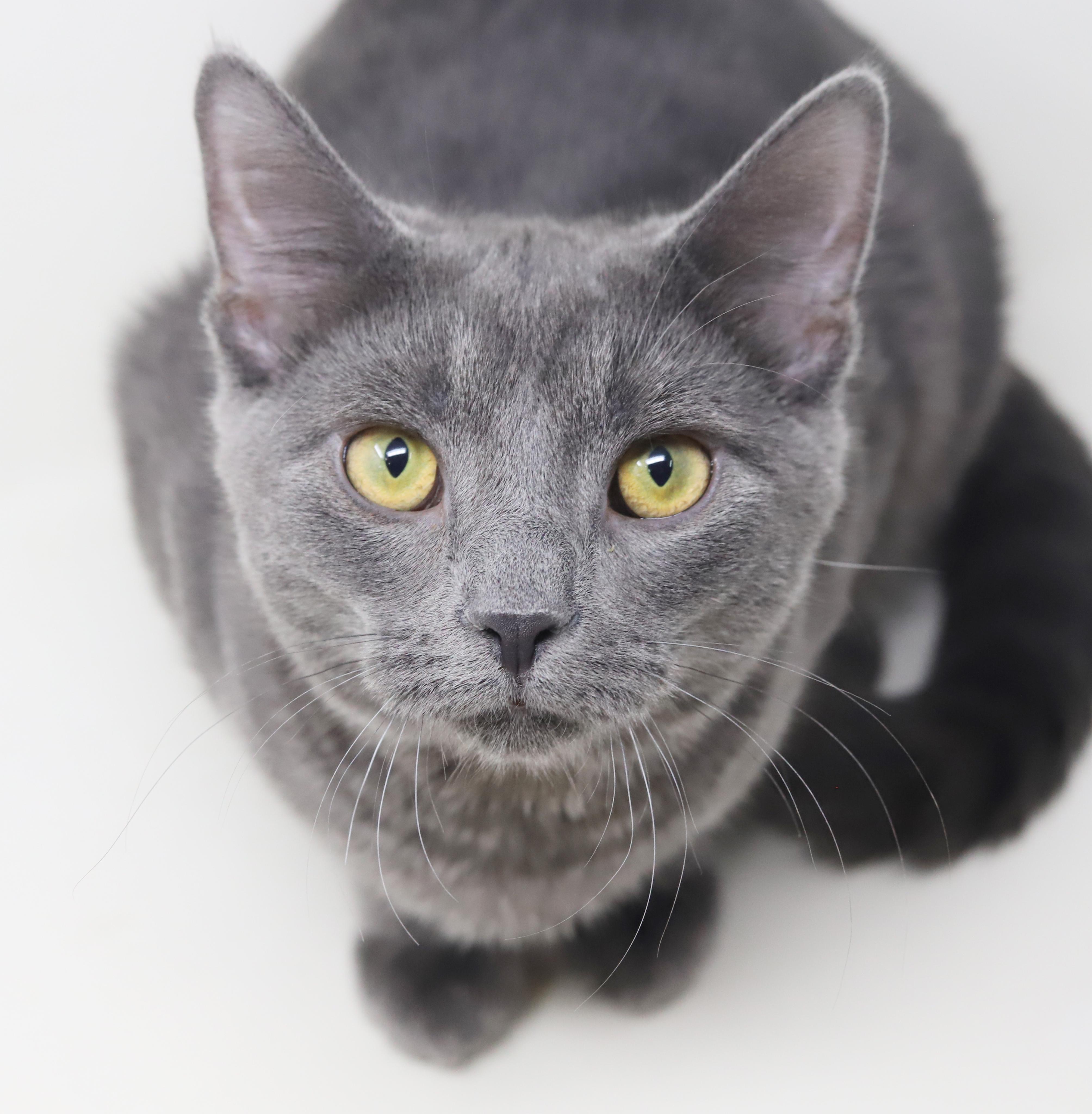 Gunter is simply the GREATEST! So handsome and sweet!, an adopted Russian Blue in Bedford Hills, NY image 1/6