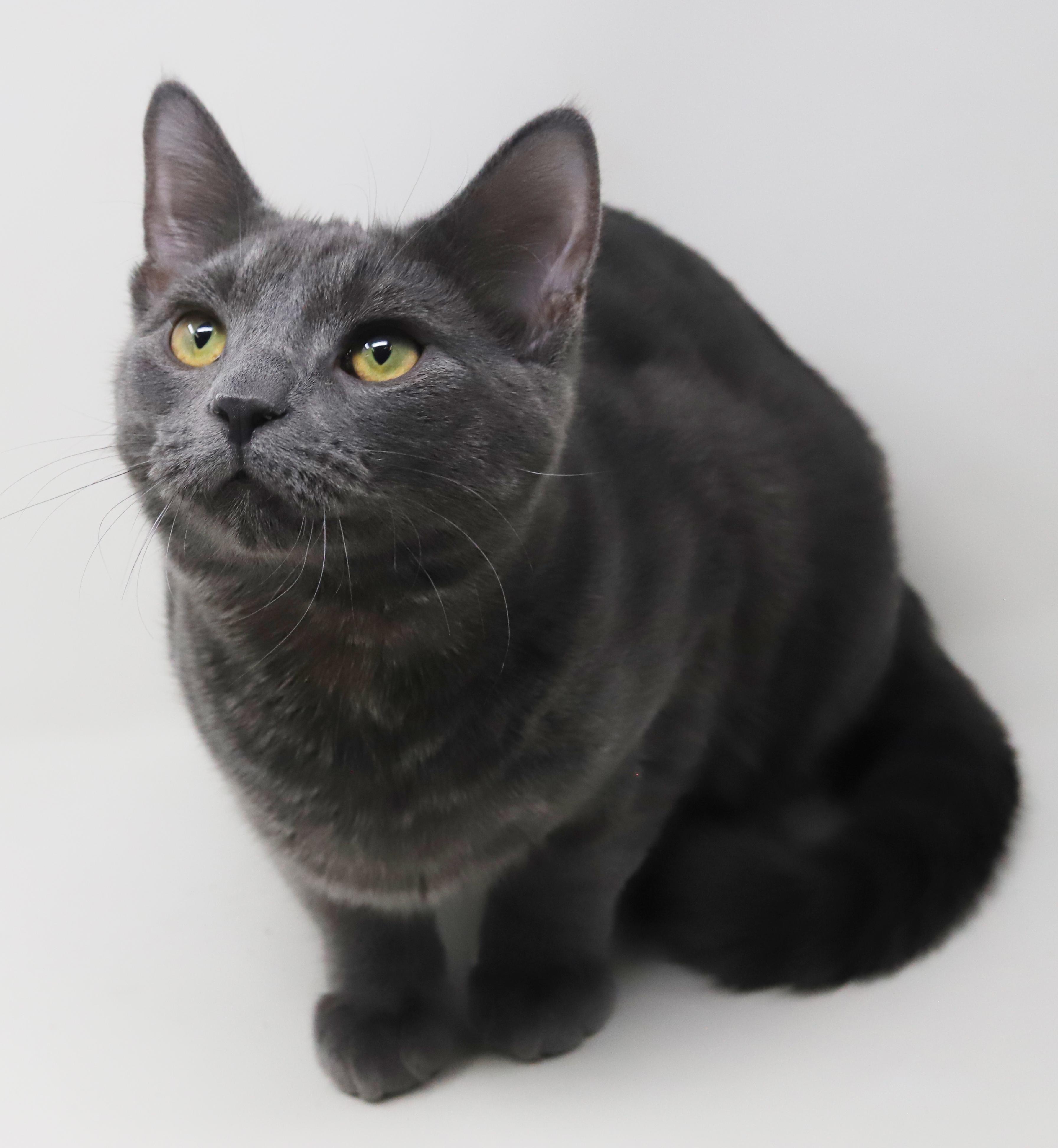 Gunter is simply the GREATEST! So handsome and sweet!, an adopted Russian Blue in Bedford Hills, NY image 2/6