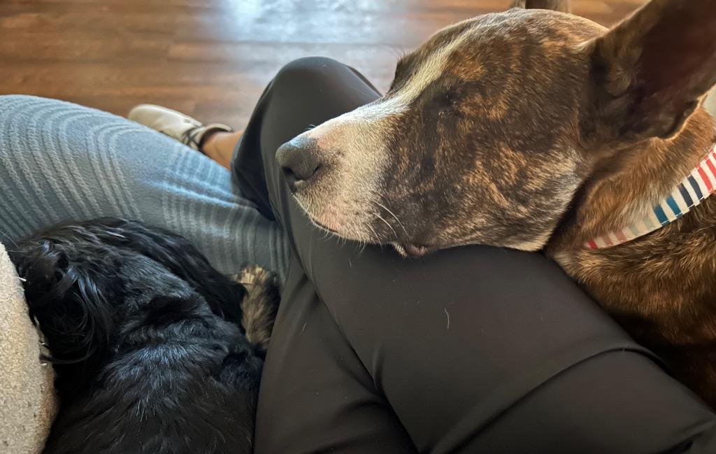 Killian (In Foster), a Adoptable mixed breed in New Orleans, LA image 1/6