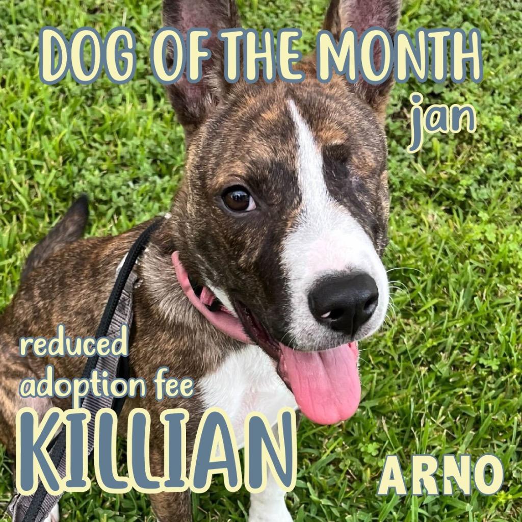 Killian (In Foster), a Adoptable mixed breed in New Orleans, LA image 1/6