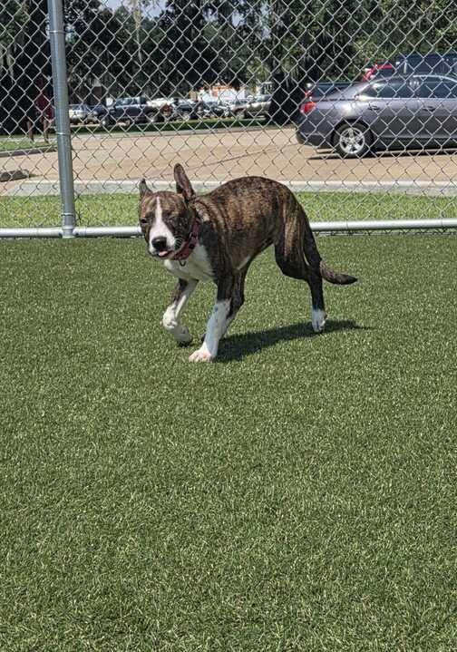 Killian (In Foster), a Adoptable mixed breed in New Orleans, LA image 2/6