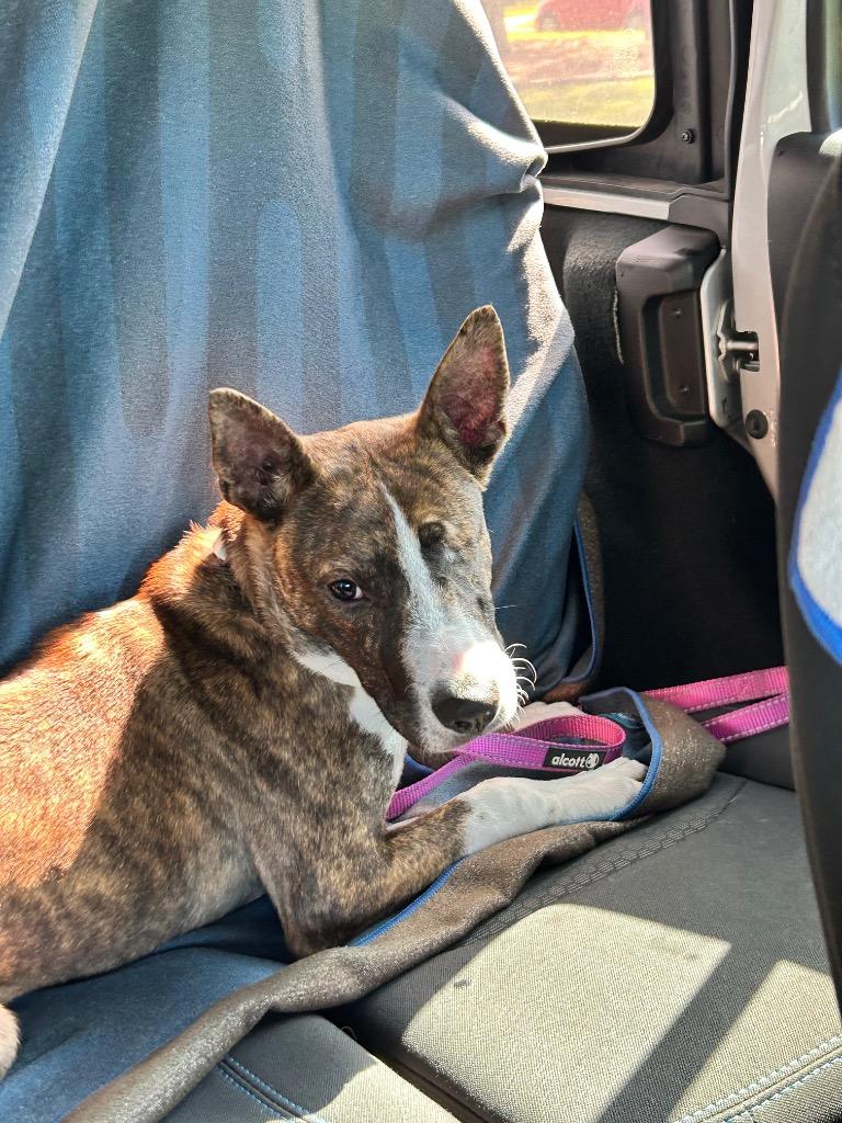 Killian (In Foster), a Adoptable mixed breed in New Orleans, LA image 3/6