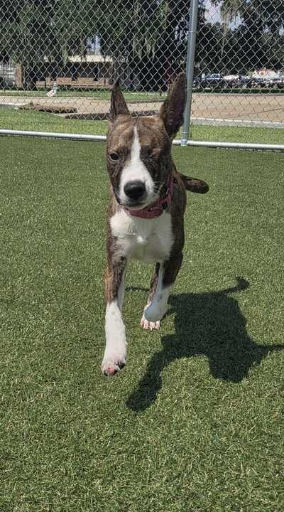 Killian (In Foster), a Adoptable mixed breed in New Orleans, LA image 3/6