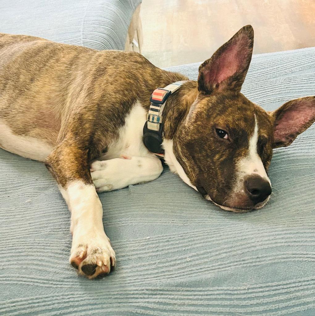 Killian (In Foster), a Adoptable mixed breed in New Orleans, LA image 4/6