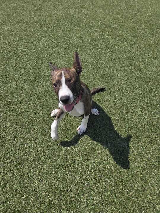 Killian (In Foster), a Adoptable mixed breed in New Orleans, LA image 6/6