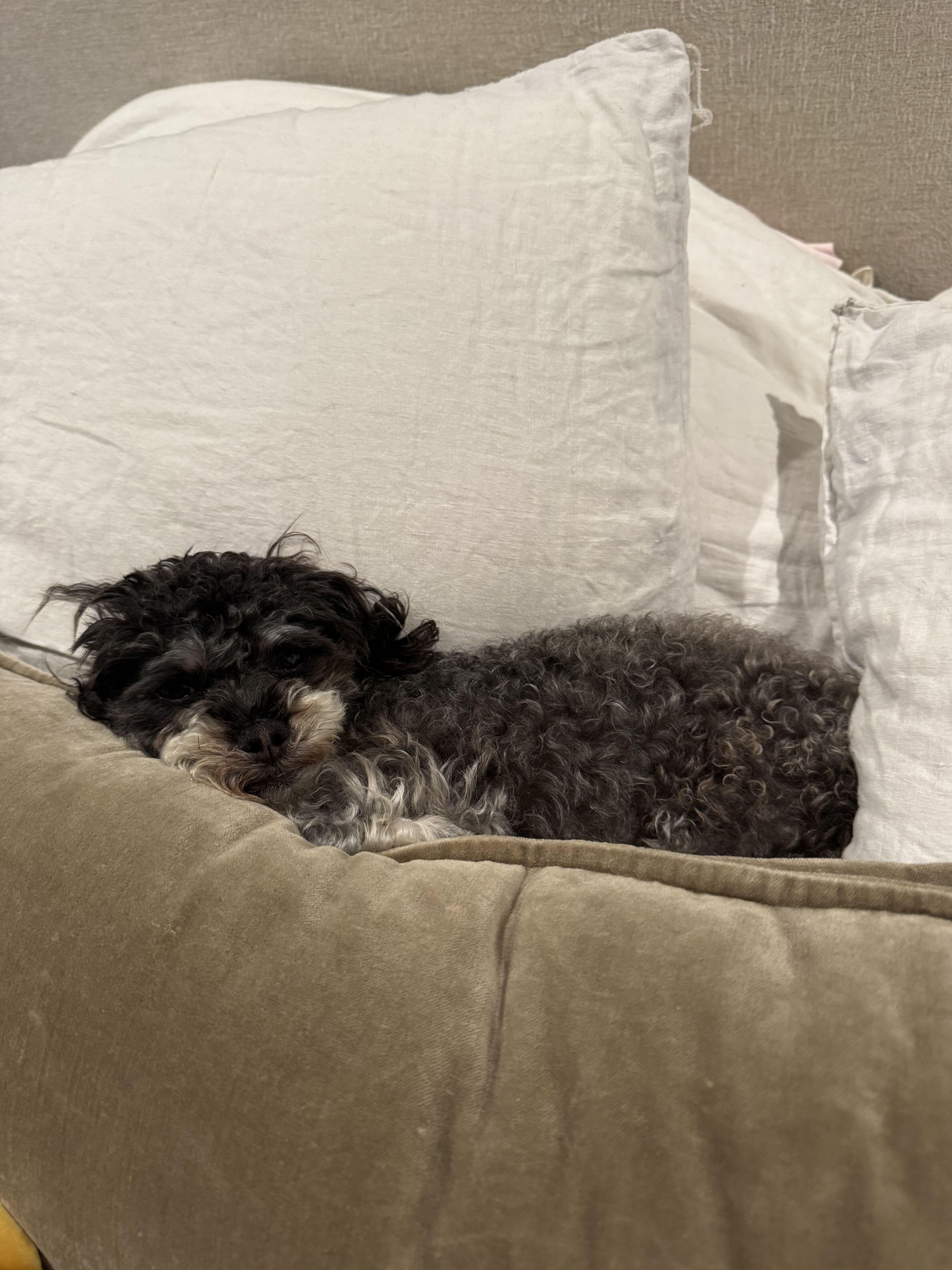 Enlarge Rosie, an adopted mixed breed in Los Angeles, CA image 2/2