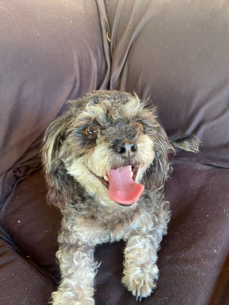 Enlarge Rosie, an adopted mixed breed in Los Angeles, CA image 1/2