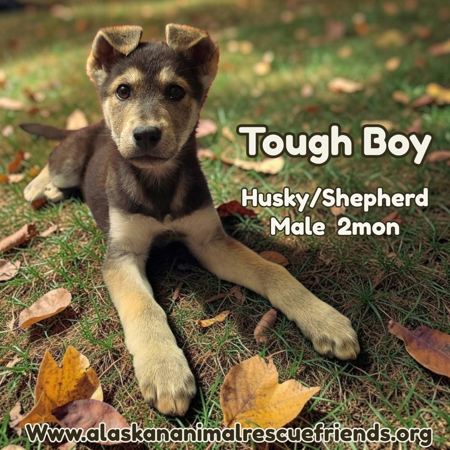Enlarge Tough Boy, a Adoptable mixed breed in Anchorage, AK image 1/1