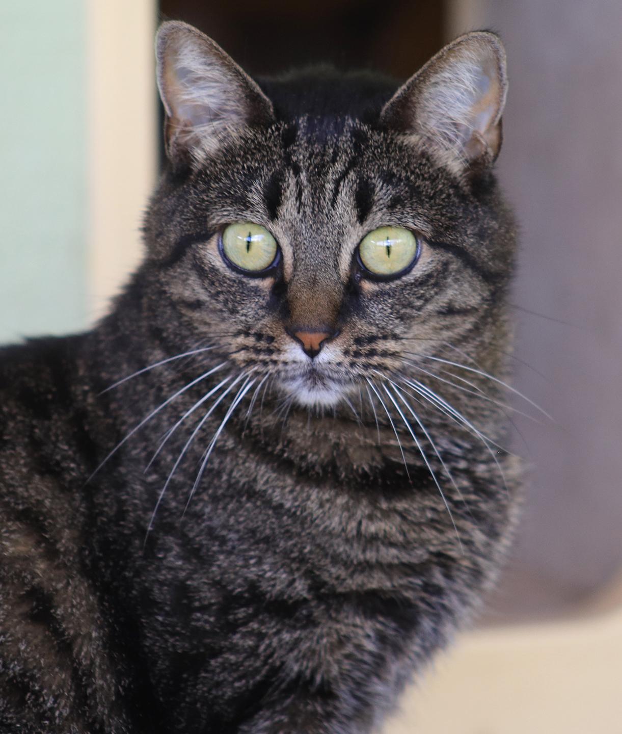Henni, Adult Female unknown