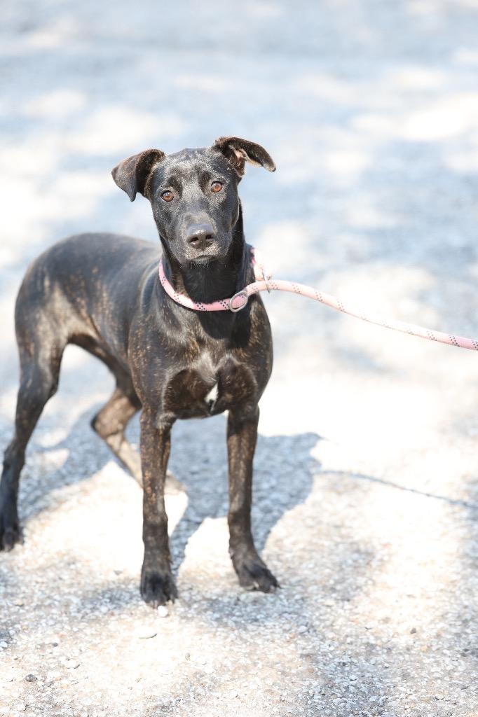 Enlarge Mia, a Adoptable mixed breed in Dyersburg, TN image 1/5