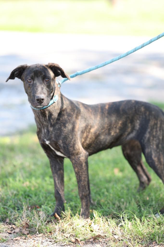 Enlarge Mia, a Adoptable mixed breed in Dyersburg, TN image 2/5