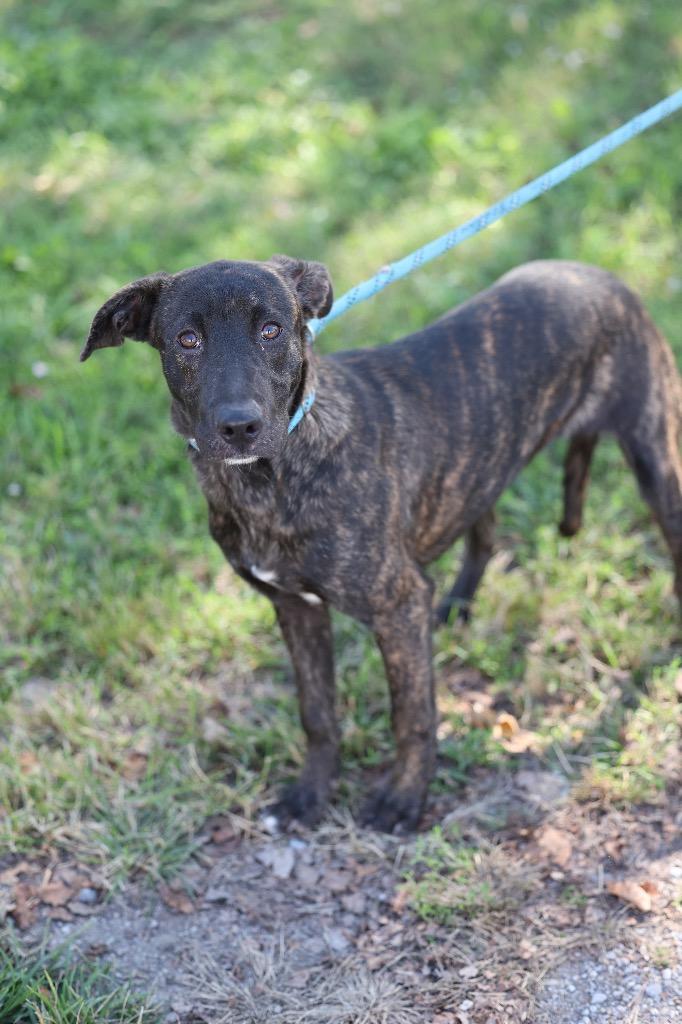 Enlarge Mia, a Adoptable mixed breed in Dyersburg, TN image 3/5