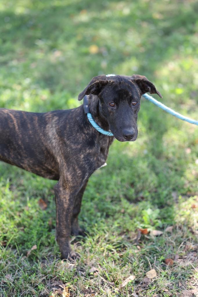 Enlarge Mia, a Adoptable mixed breed in Dyersburg, TN image 4/5