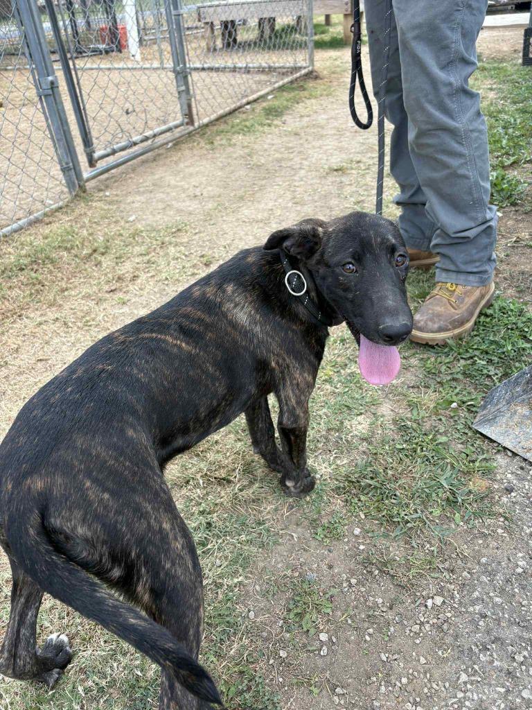 Enlarge Mia, a Adoptable mixed breed in Dyersburg, TN image 5/5