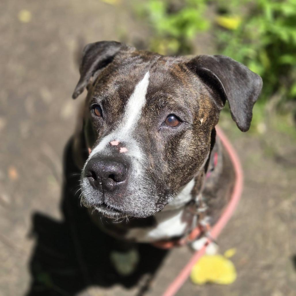 Black Beauty, Adoptable, Senior Female Mixed Breed.