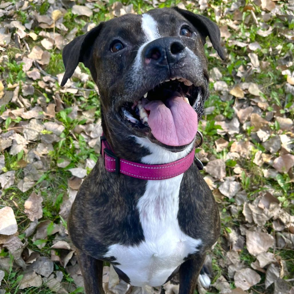 Enlarge Black Beauty, a Adoptable Mixed Breed in Grand Rapids, MI image 1/6