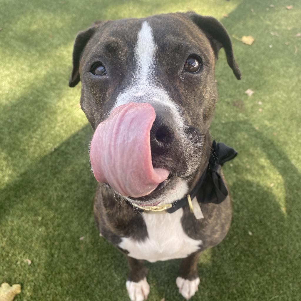Black Beauty, Adoptable, Senior Female Mixed Breed.