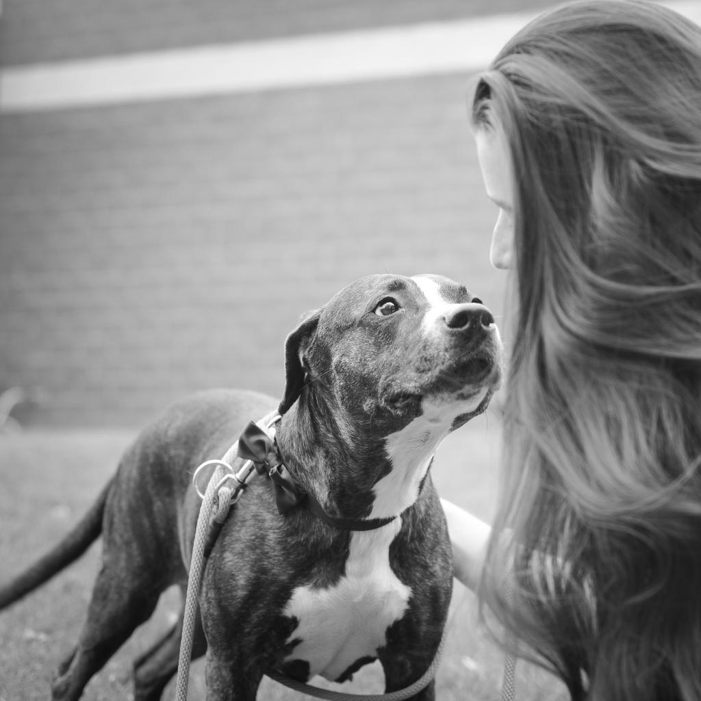 Enlarge Black Beauty, a Adoptable Mixed Breed in Grand Rapids, MI image 2/6