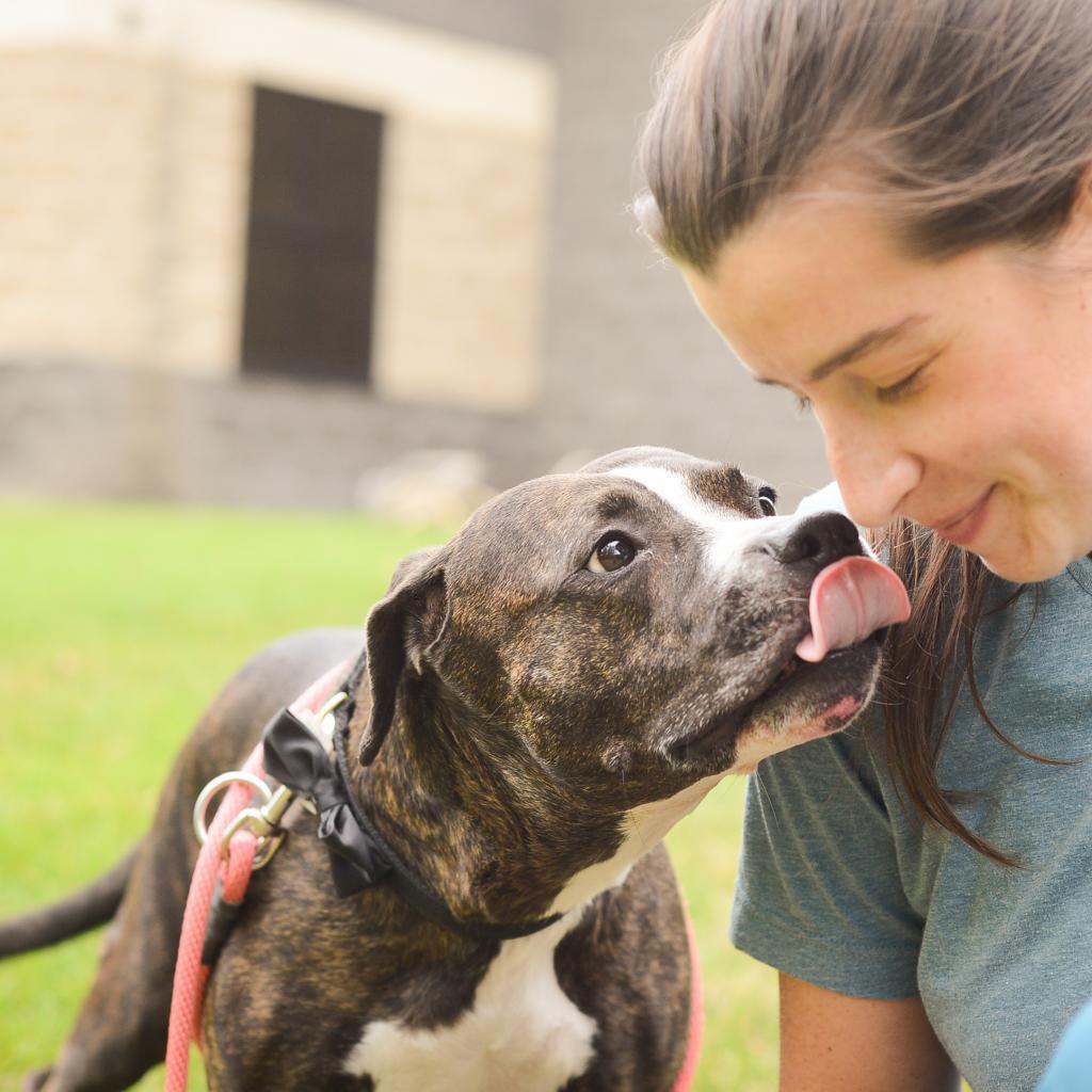 Enlarge Black Beauty, a Adoptable Mixed Breed in Grand Rapids, MI image 4/6
