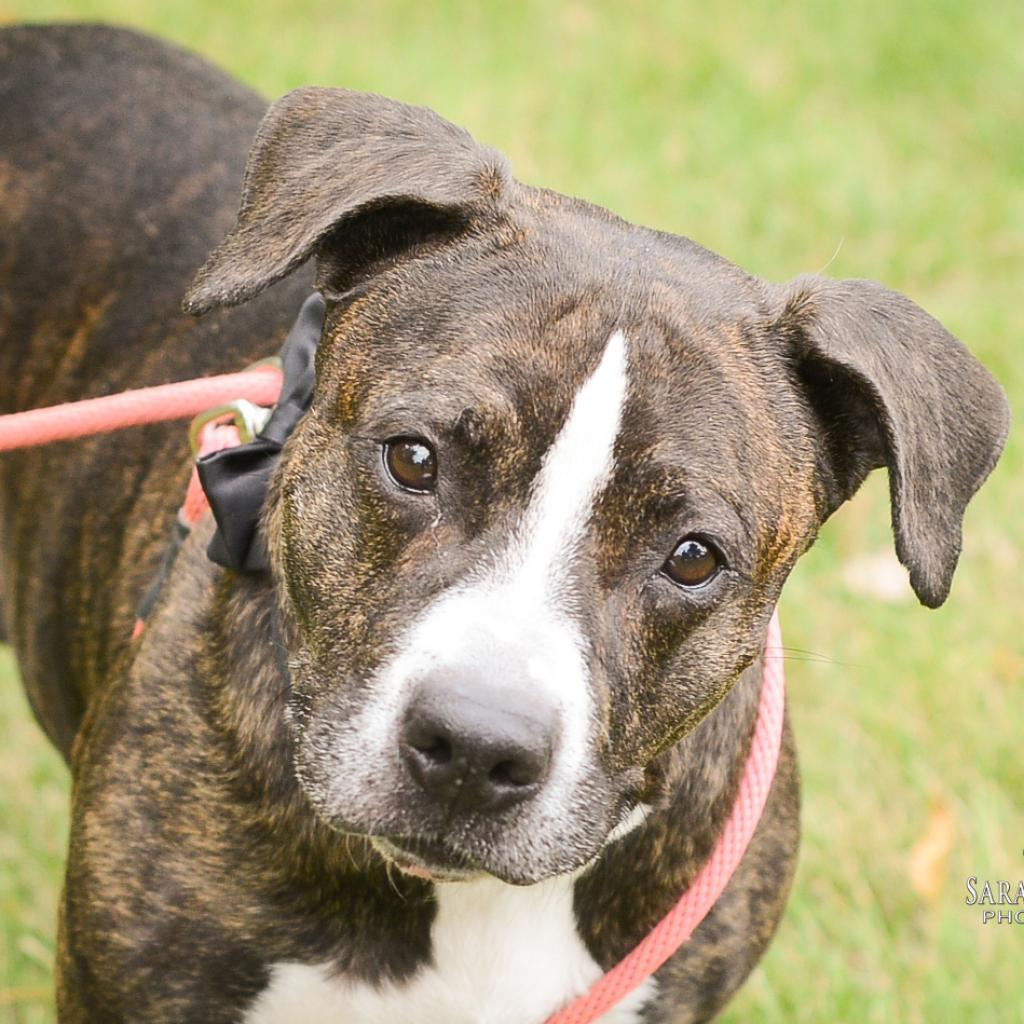 Enlarge Black Beauty, a Adoptable Mixed Breed in Grand Rapids, MI image 5/6