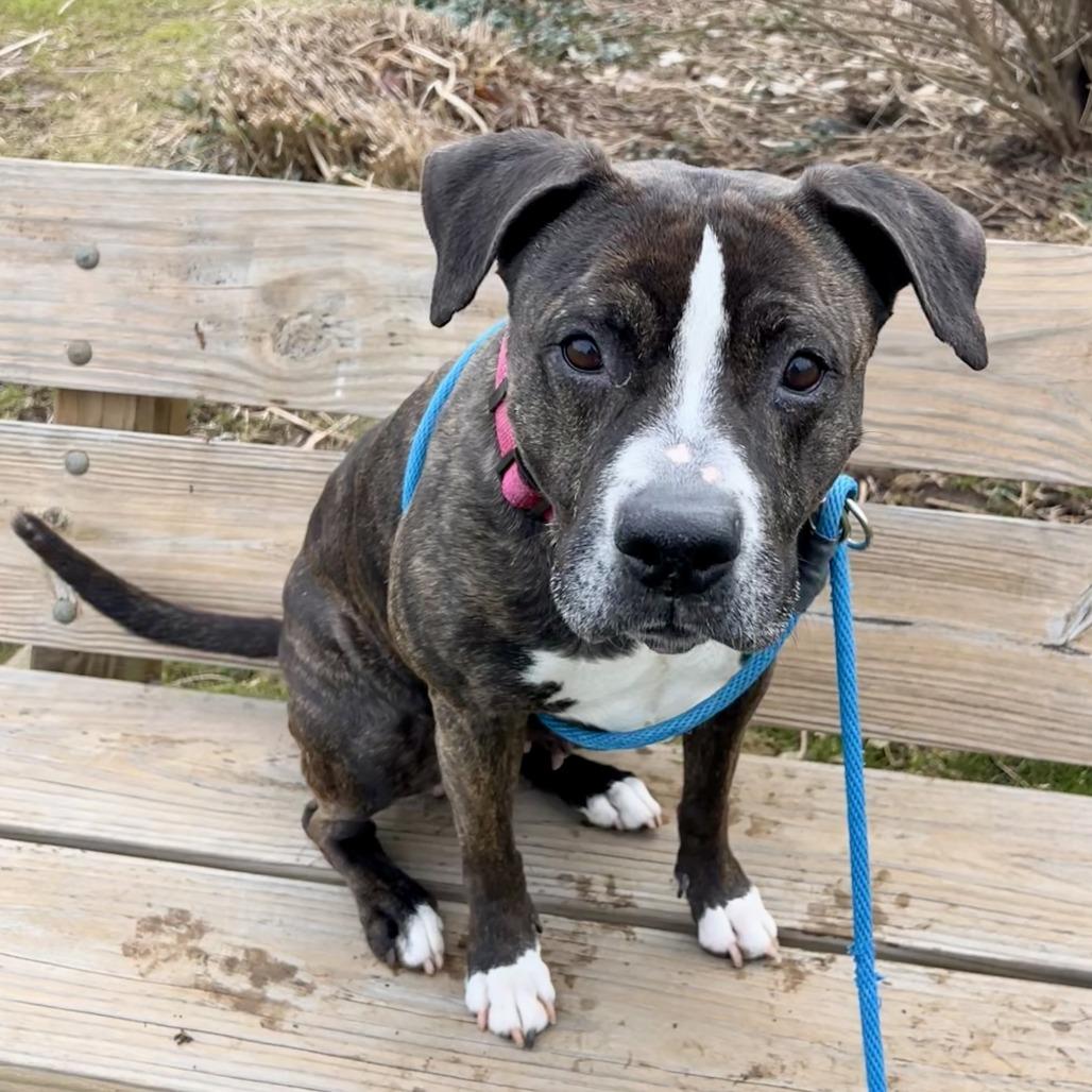 Enlarge Black Beauty, a Adoptable Mixed Breed in Grand Rapids, MI image 6/6