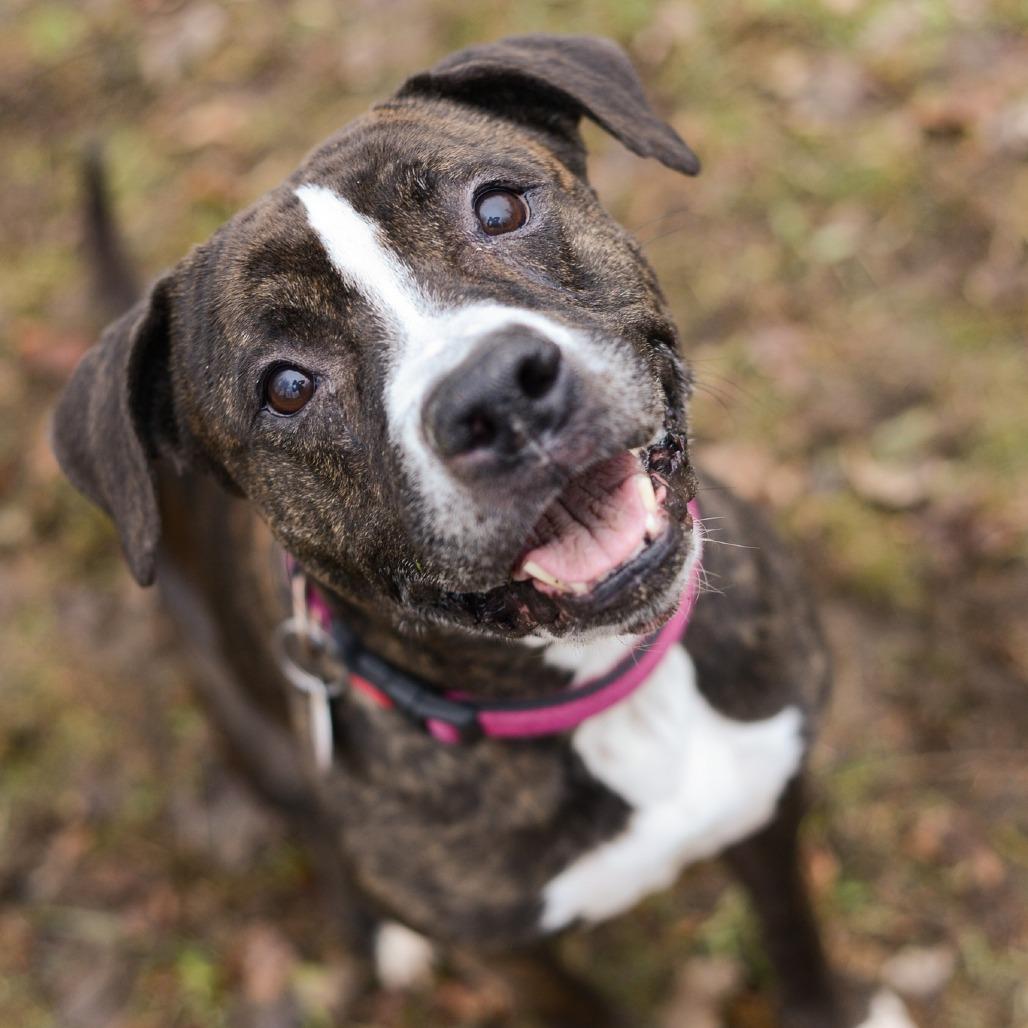 Enlarge Black Beauty, a Adoptable Mixed Breed in Grand Rapids, MI image 6/6